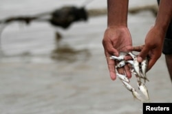 A man collects fish on the banks of the Mekong river
