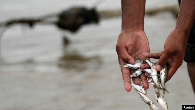 ĐBSCL ngày càng ít tôm cá thiên nhiên