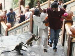 Visitors to Batu Caves try to avoid two long tailed-macaque monkey as they climb the steps at Batu Caves in Malaysia, 13 kilometers (8 miles) north of Kuala Lumpur, Malaysia, Wednesday, Aug. 18, 2010. (AP Photo/Mark Baker)