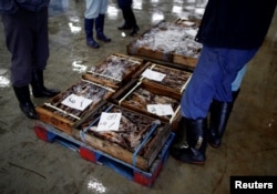Local squid merchants inspect squid before an auction at Hakodate wholesale market in Hakodate, Hokkaido, Japan, July 20, 2018.