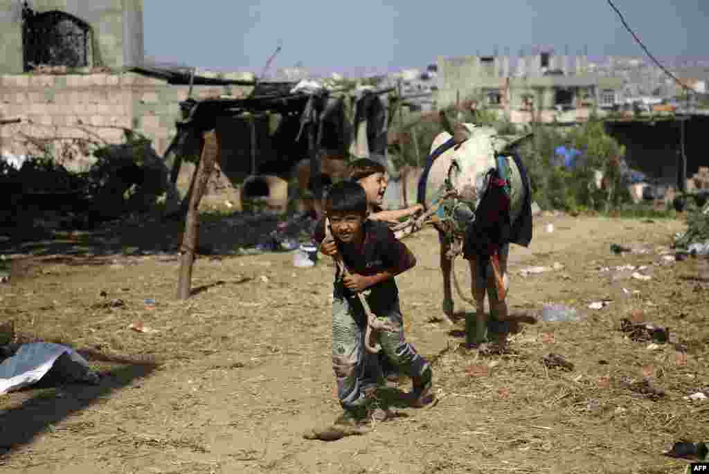 Palestinian boys play with a donkey in Beit Lahia in the northern Gaza Strip.
