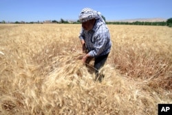 FILE - A farmer harvests wheat in a field in Jdeidet Artouz, a suburb southwest of Damascus, Syria, June 19, 2017.