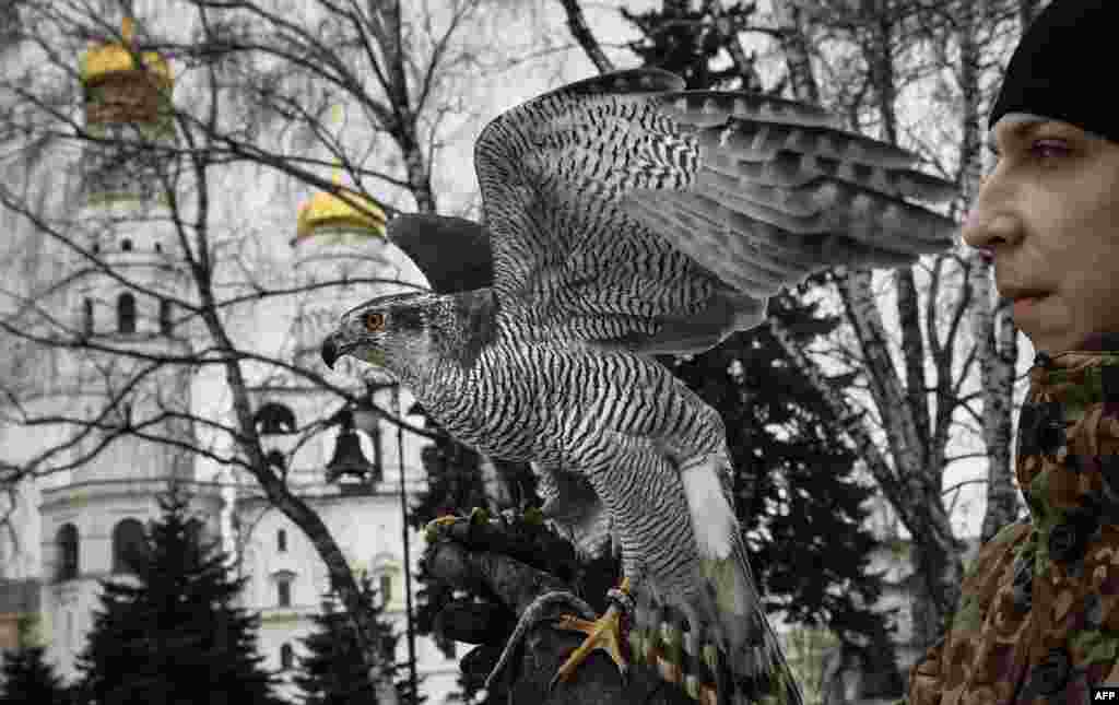 Alexei Vlasov, a 28-year-old falconer of the Kremlin ornithological service, holds Alpha, a 20-year-old female goshawk, while patrolling the Kremlin in Moscow, Russia.