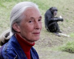 Ahli primata Jane Goodall duduk di dekat jendela tempat di belakang seekor simpanse makan di kandangnya di Kebun Binatang Taronga Sydney, 14 Juli 2006. (Foto: AP/Rick Rycroft)