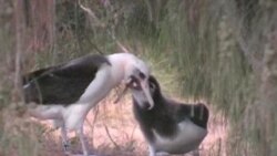 Peligran pájaros autóctonos en Hawai