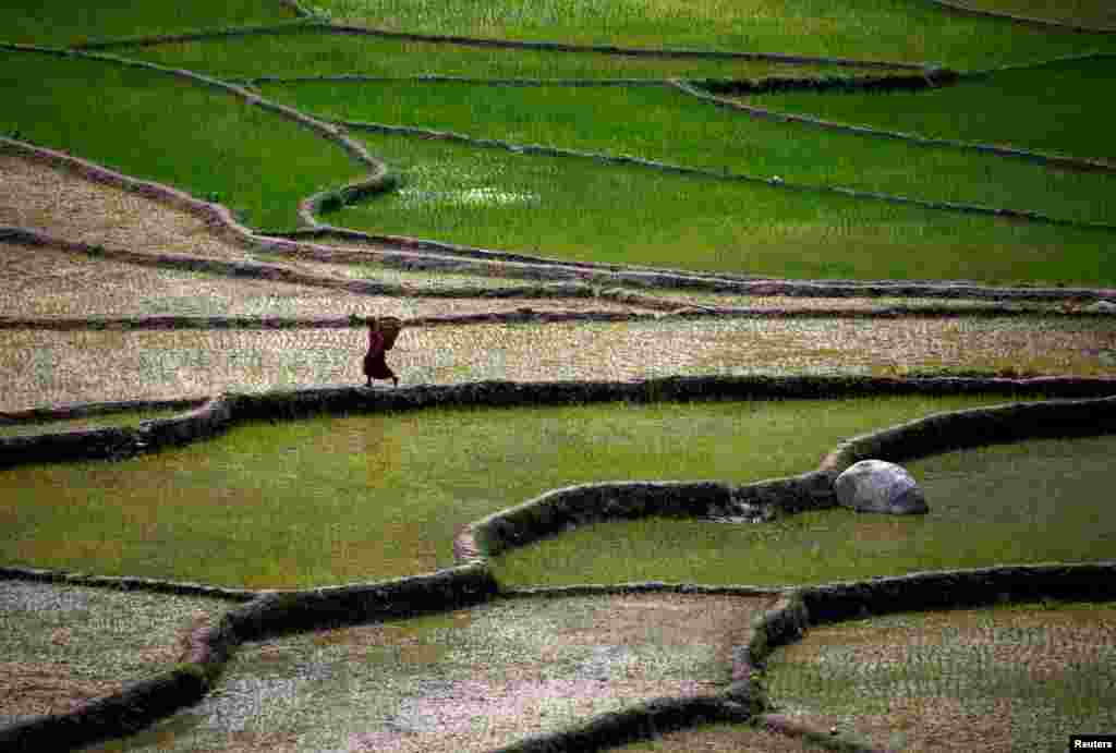 A farmer walks along paddy fields in Sindhuli district, Nepal.