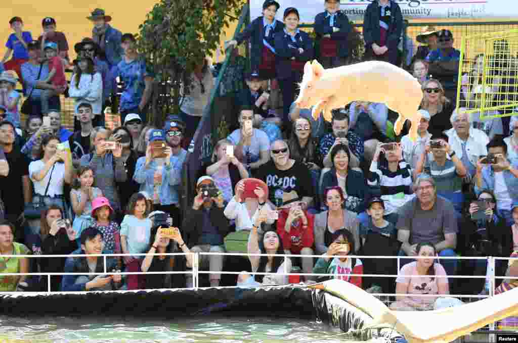 호주&nbsp;브리즈번의 퀸즐랜드 로열 대중 쇼에서 돼지가 관중들이 지켜보는 가운데 점프를 하고 있다.