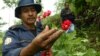 Guatemala Sees Opium Poppies as Potential Revenue-spinners