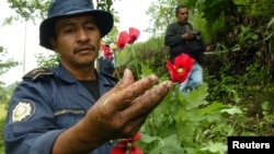 FILE - A policeman shows opium poppies during a police operation aimed at eradicating drug production in Tajumulco, Guatemala, Aug. 31, 2006.