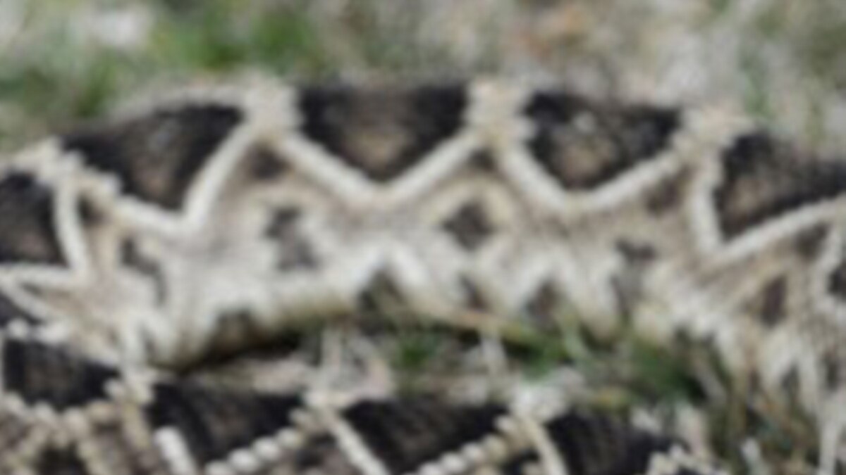 Progress in Fighting Snakebite Deaths