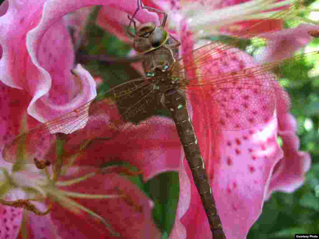 Dragonfly resting on stargazer lilies in Bournemouth, UK (Photo taken by Sandra Griffin/UK/VOA reader)