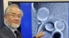 یوشینوری اوسومی برنده نوبل پزشکی امسال کیست
