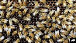 Une ruche d'abeilles en Argentine. 