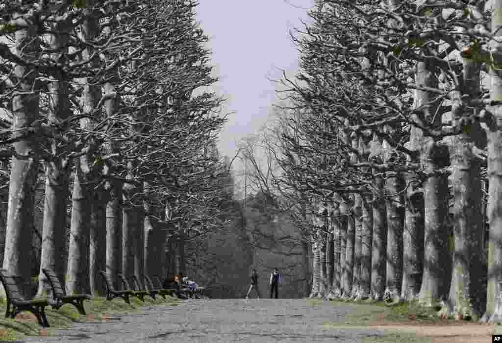 Visitors stand on a line of trees at Shinjuku Gyoen park in Tokyo, Japan.