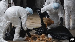 Health workers slaughter chickens at a wholesale poultry market in Hong Kong, December 21, 2011.