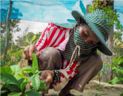 រូប​ឯកសារ៖ កសិករ​ចិញ្ចឹម​មេអំបៅ​ម្នាក់កំពុង​ប្រមូល​ពង​មេអំបៅ​នៅ​តាម​ស្លឹកឈើ​ក្នុង​ចម្ការ​របស់​អ្នកស្រី​នៅ​ក្នុង​ឃុំ​តាតៃ​លើ ខេត្ត​កោះកុង។ (រូប​ពី​គម្រោង Joe Patchett – Rainforest Project)