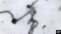 အဏုကြည့်မှန်ပြောင်းမှာ တွေ့မြင်ရတဲ့ အီဘိုလာ ဗိုင်းရပ်စ်ပိုး ပုံသဏ္ဍန် (သြဂုတ် ၈၊ ၂၀၁၄)