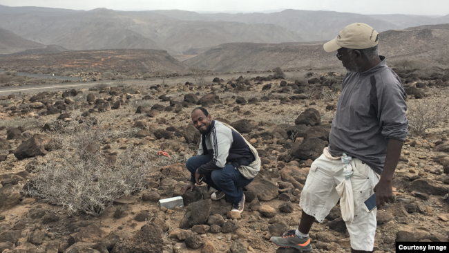 Djibouti fieldwork, in search of the Somali Sengi. (Photo by Galen Rathbun, California Academy of Sciences)