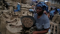 Guiné-Bissau: Há sinais positivos na exportação de castanha de caju