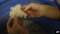 Biomass company CEO Ed Lehburger examines a barrel of shredded hemp on the way to being turned into pulp and used for paper and other products, at Pure Vision Technology, a biomass factory in Fort Lupton, Colo., May 19, 2015.