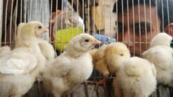 ထားဝယ်မွေးမြူရေးခြံများမှာ ကြက်ငှက်တုပ်ကွေးဖြစ်ပွား