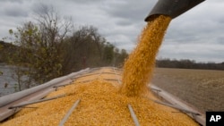 美國俄亥俄州的農民在收穫玉米。