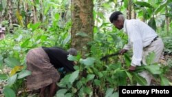 São Tomé e Príncipe Sum Pontes and San Verónica healers collect the V. africana plant for their patients. In assays, the plant showed to be potent in reducing inflammation, oxidative stress and amyloid-beta peptides (typically associated with Alzheimer’s 