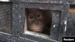 FILE - A young Sumatran orangutan looks out from a travel cage as it arrives at the Sumatran Orangutan Conservation Program quarantine at Batu Mbelin, North Sumatra, Indonesia. The orangutan was recovered after wildlife traffickers were caught smuggling it out of the region.