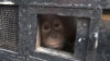 Bisnis Kelapa Sawit Ancam Habitat Orangutan di Indonesia