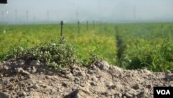 Central Valley farms produce one quarter of the food that Americans eat and 40 percent of their fruit, vegetables and nuts. (Screen grab from video by M. O'Sullivan/VOA)