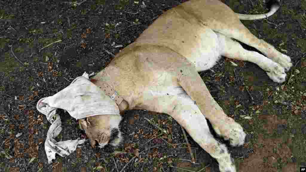  A sedated, blindfolded lion lays in the dirt in Phinda Private Game Reserve, South Africa, Monday, June 29, 2015. The five female and two male lions are unwitting passengers about to embark on a 30-hour, 2,500-mile (4,000-kilometer) journey by truck and plane from South Africa to Akagera National Park in Rwanda, whose lion population was wiped out following the country’s 1994 genocide. 