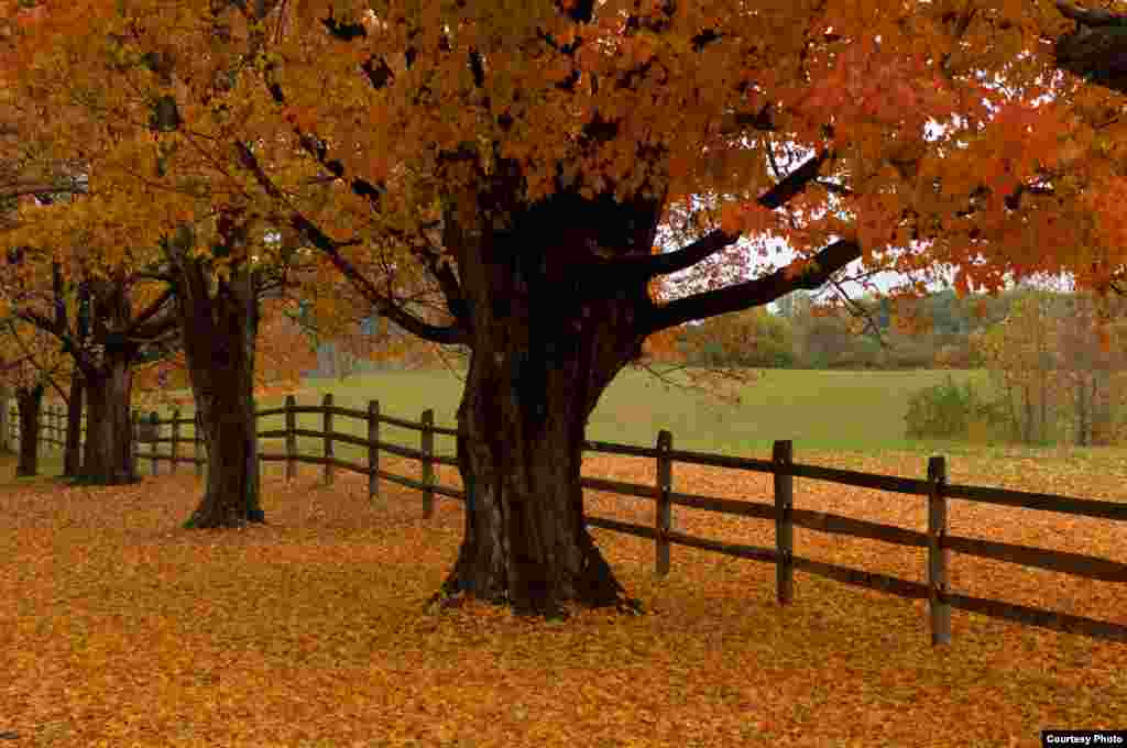 The colorful autumn tree-lined drive at Oatlands Plantation near Leesburg, Virginia, looks onto its front field. The 1,200-acre plantation succeeds in preserving the soul of the surrounding community. (&copy; Kenneth Garrett Photography)