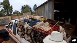 Workers load wool at a farm in Cauquenes, Chile, Feb. 2, 2017. Hundreds of small sheep farmers, beekeepers and wine producers in Chile have been gravely affected by the massive wildfires that hit the area during the last couple of weeks.