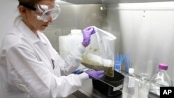 FILE -Technical assistant Eliska Didyk prepares a human fecal matter solution in an OpenBiome laboratory, in Medford, Massachusetts, June 2014.