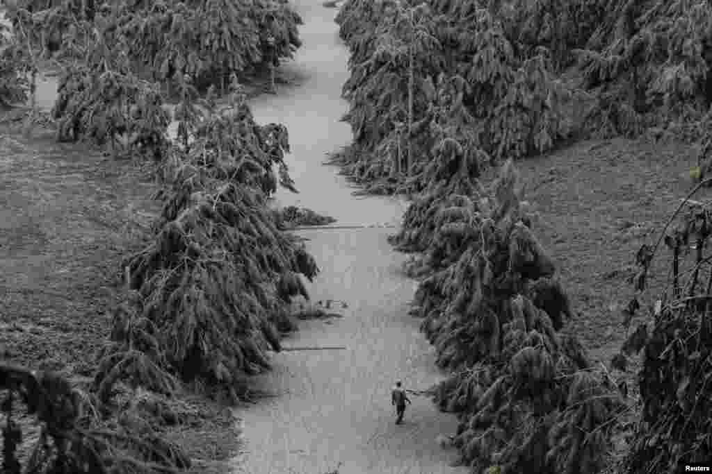 A man walks on a road blanketed with volcanic ash from the erupting Taal volcano in Tagaytay, Philippines.