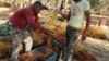 De jeunes Tunisiens trient des dattes fraîchement cueillies dans une ferme à Jemna, dans le sud de la Tunisie, le 17 octobre 2016.