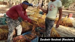 De jeunes Tunisiens trient des dattes fraîchement cueillies dans une ferme à Jemna, dans le sud de la Tunisie, le 17 octobre 2016.