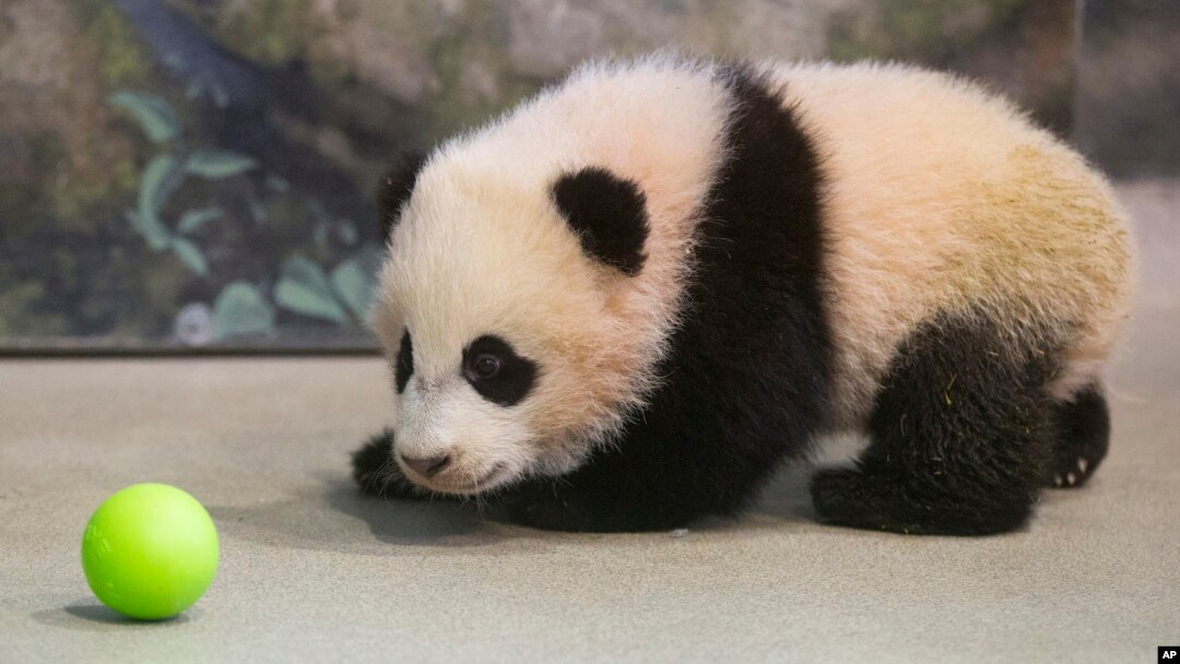 Bao Bao, the four-and-a-half-month-old giant panda cub, looks at a plastic ball as she trains with animal keepers inside her habitat at the Smithsonian's National Zoo in Washington, Jan. 7, 2014.
