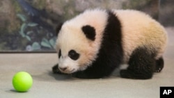 Bao Bao, the four-and-a-half-month-old giant panda cub, looks at a plastic ball as she trains with animal keepers inside her habitat at the Smithsonian's National Zoo in Washington, Jan. 7, 2014.