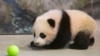 Baby Panda Debuts at National Zoo in Washington
