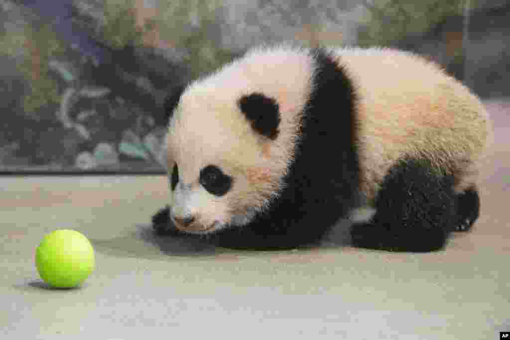 2014年1月7日，年齡四個半月的寶寶在華盛頓動物園盯著塑料球