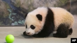 Bao Bao, four-and-a-half-month-old giant panda cub, inside her habitat at the National Zoo, Washington, Jan. 7, 2014.