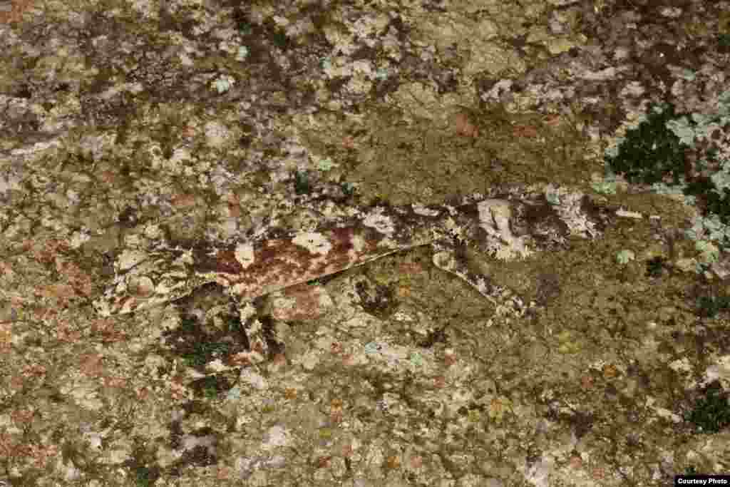 With longer limbs, a more slender body and larger eyes than others of its species, the leaf-tailed gecko has a mottled coloration along with its extremely wide tail that allows it to blend in with its surroundings. Native to rain forests and rocky habitats in Australia, this gecko waits for prey on the vertical surfaces of rocks and trees. (Conrad Hoskin)