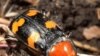 Escarabajos en riesgo de extinción