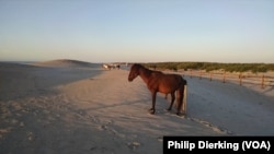 The wild horses of Assateague enjoying a sunrise on the beach.