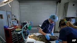 Dr Todd Schmitt, center, and veterinarian technician Jen Rego, right, prepare an injured sea lion for eye surgery at SeaWorld's Animal Rescue Center, March 10, 2015, in San Diego.
