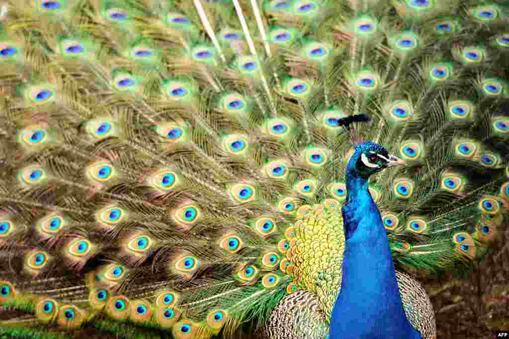 A peacock displays its feathers at the zoo in Lille, France. 