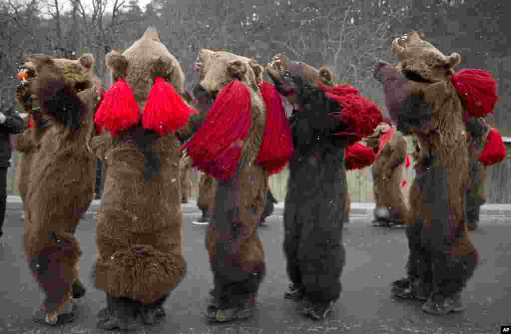 People wearing bear furs perform during a festival of New Year ritual dances in Comanesti, northern Romania.