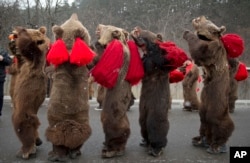 People wearing bear furs perform during a festival of New Year ritual dances attended by hundreds in Comanesti, northern Romania, Wednesday, Dec. 30 2015.