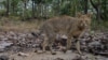 Rare Jungle Cats Sighted in Northern Thailand
